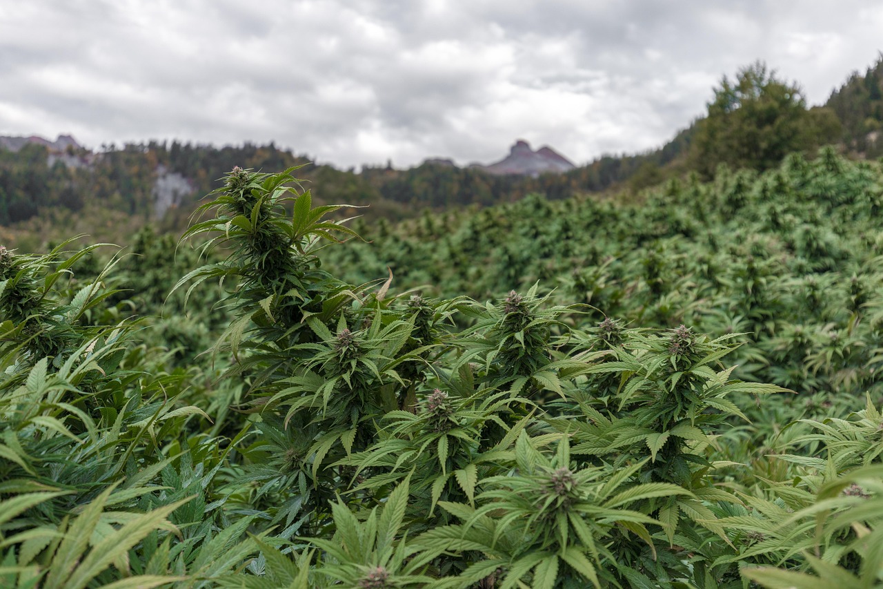 cbd-7665265_1280