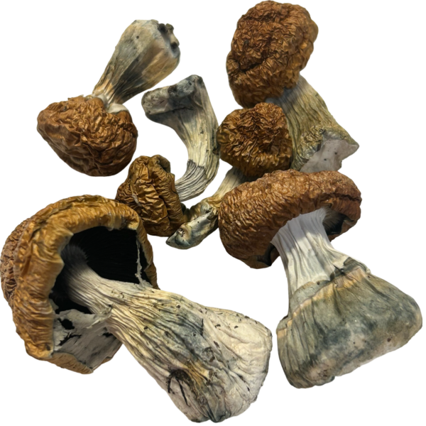 Donkey Kong Magic Mushrooms