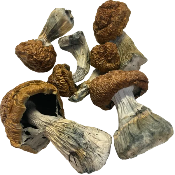 Donkey Kong Magic Mushrooms