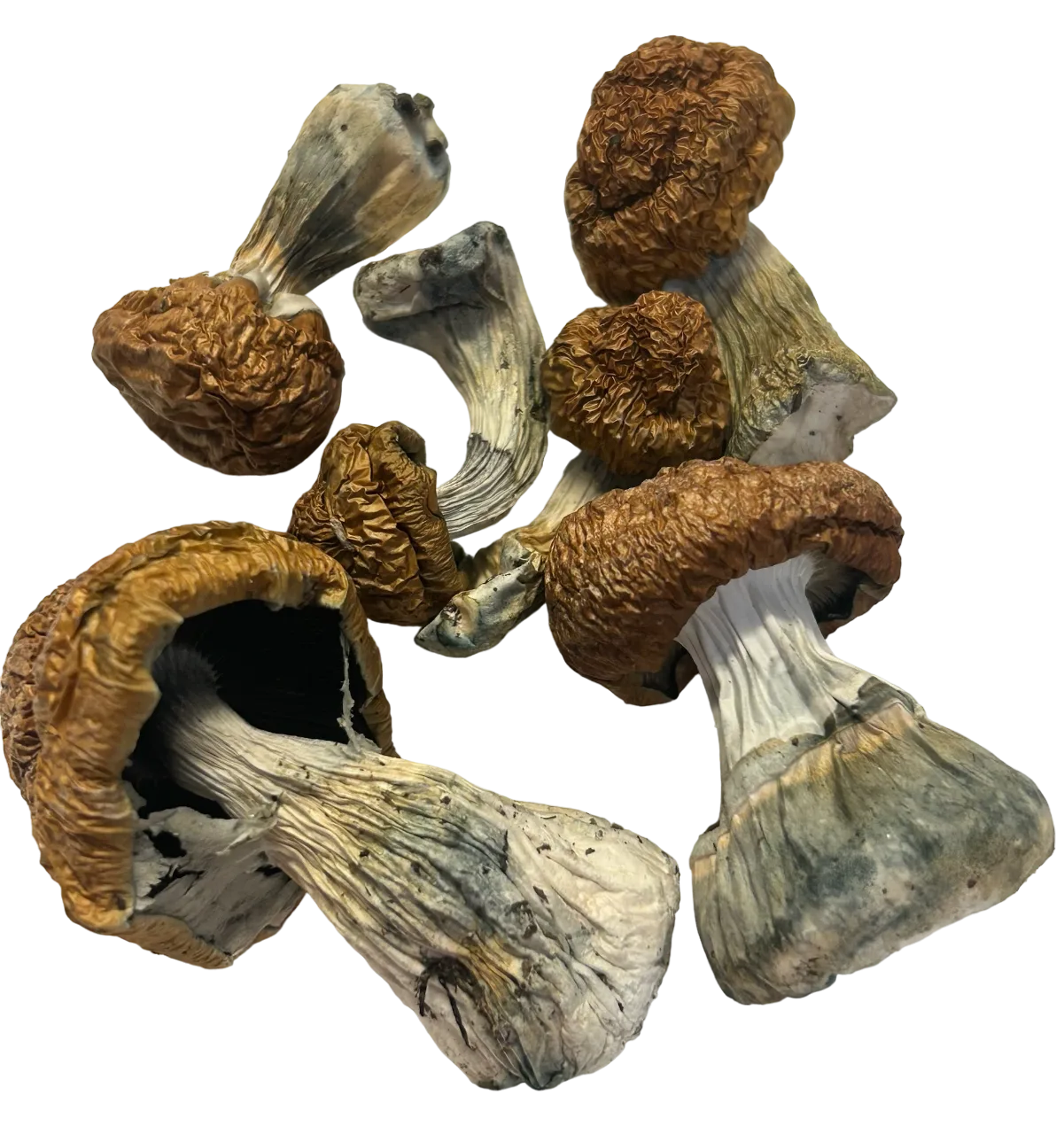 Donkey Kong Magic Mushrooms