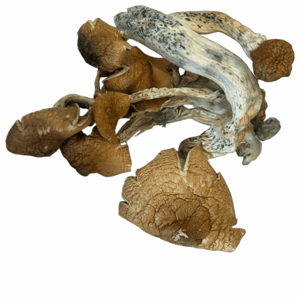 Tidal Wave Magic Mushrooms