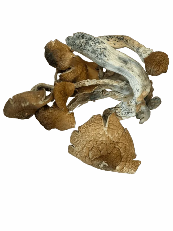 Tidal Wave Magic Mushrooms