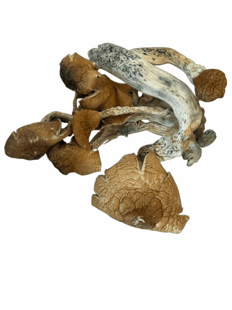 Tidal Wave Magic Mushrooms