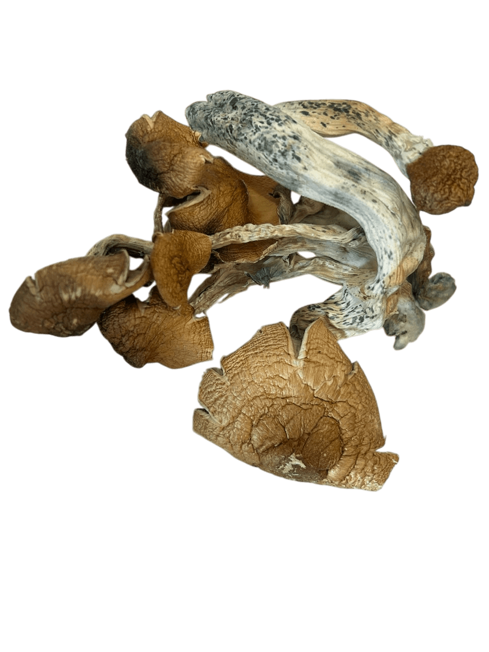 Tidal Wave Magic Mushrooms