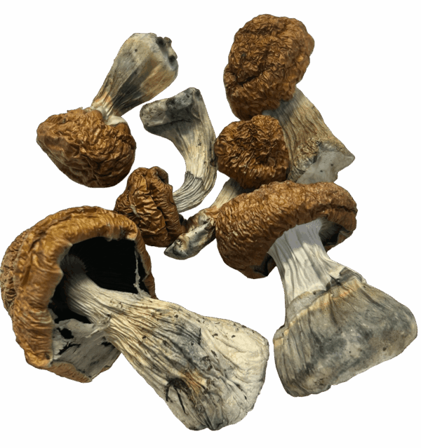 Donkey Kong Magic Mushrooms