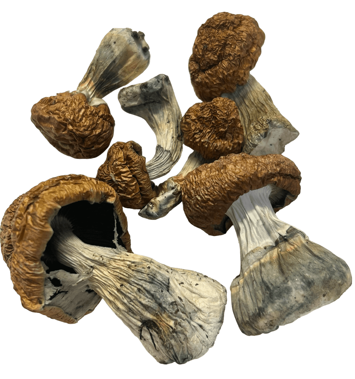 Donkey Kong Magic Mushrooms