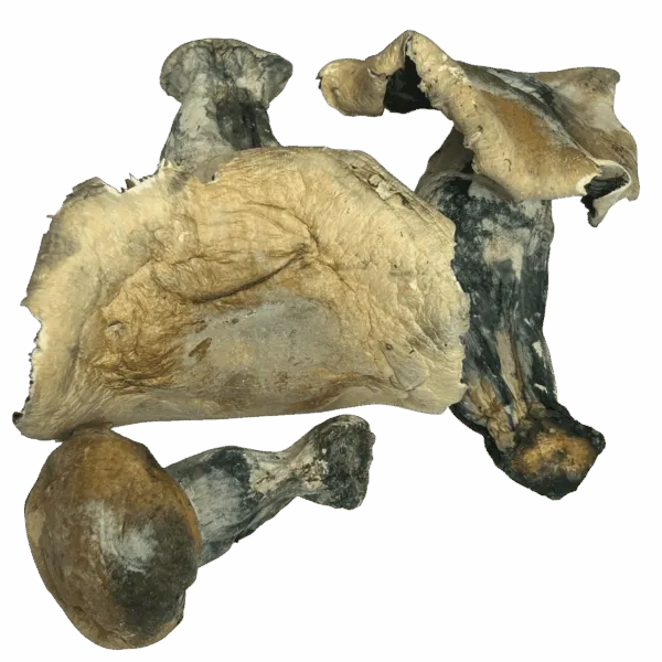 OG Melmac Magic Mushrooms