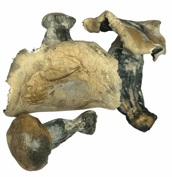 OG Melmac Magic Mushrooms