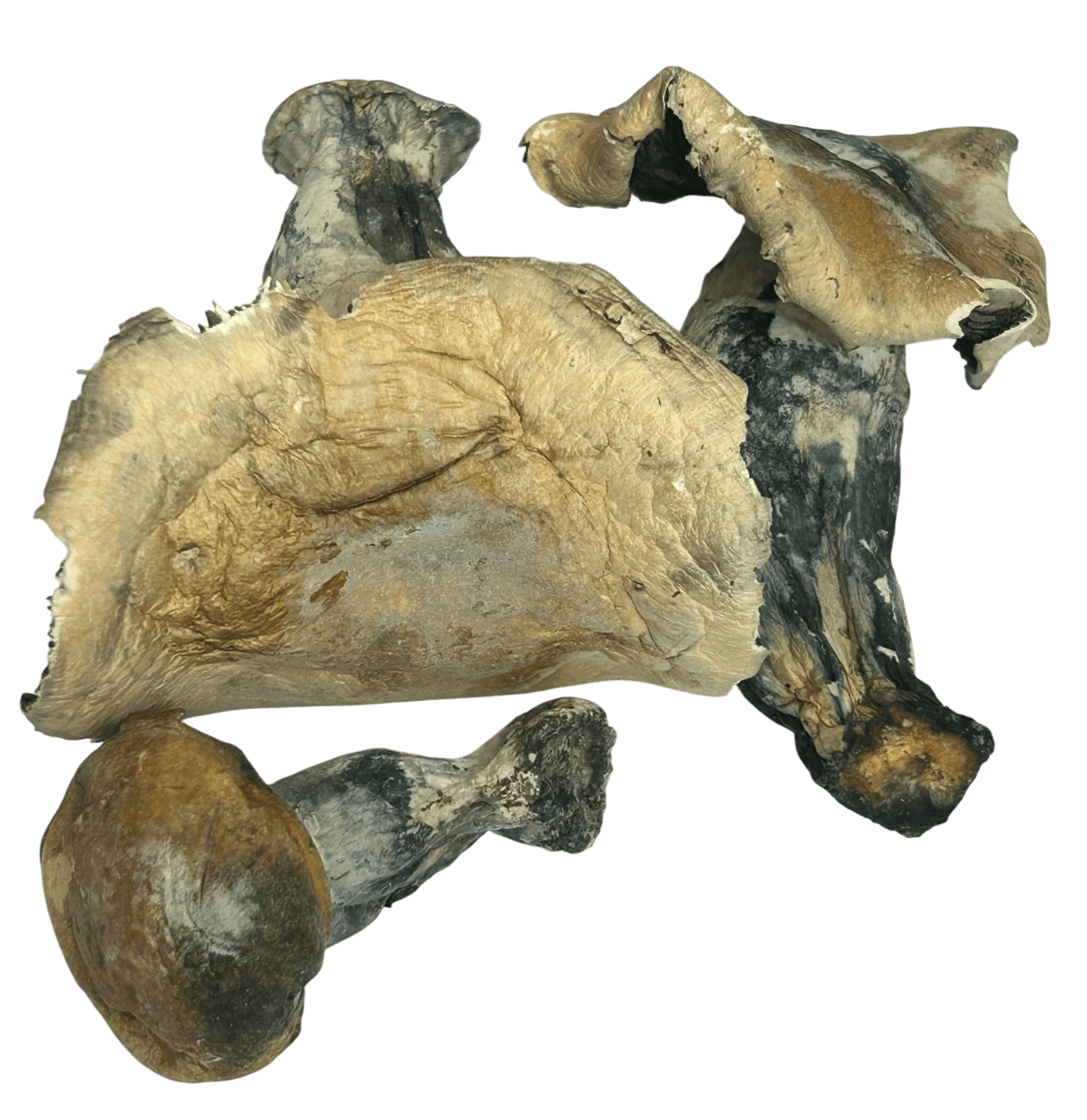 OG Melmac Magic Mushrooms