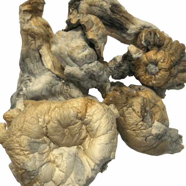 Shatki Blue Mutant Magic Mushrooms