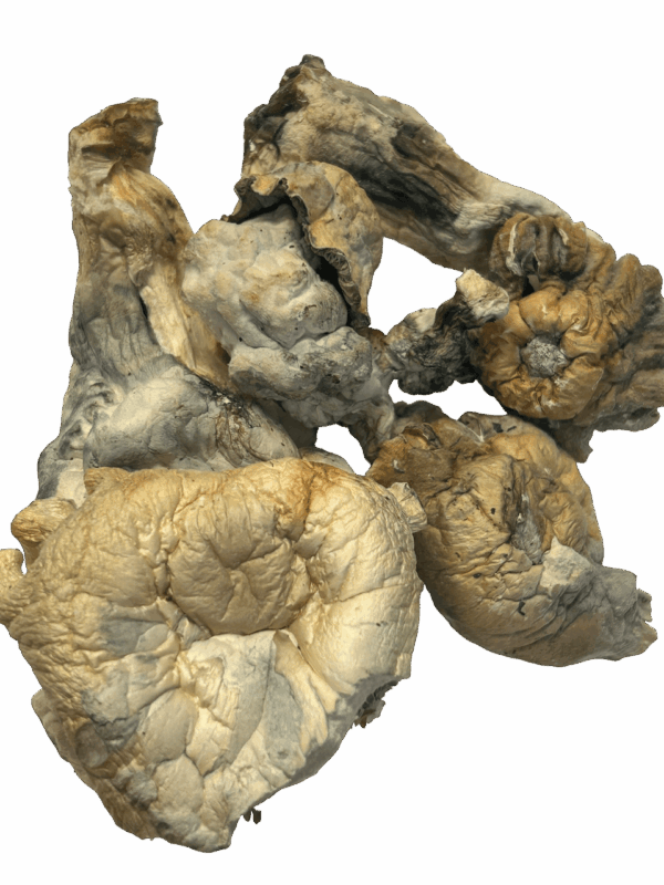 Shatki Blue Mutant Magic Mushrooms