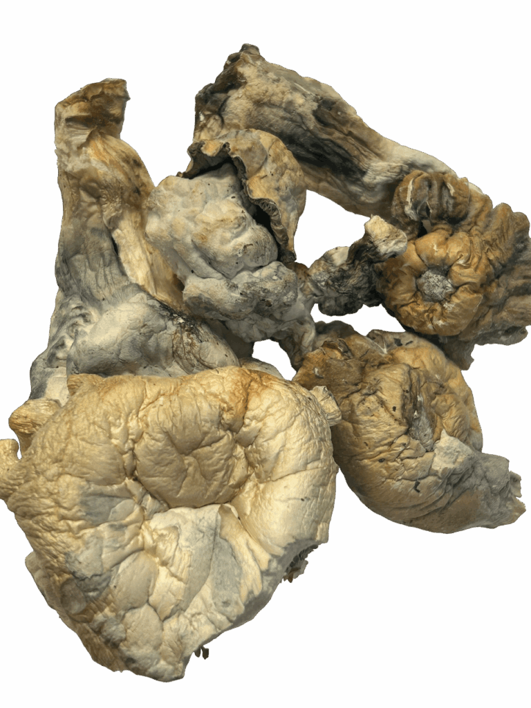 Shatki Blue Mutant Magic Mushrooms