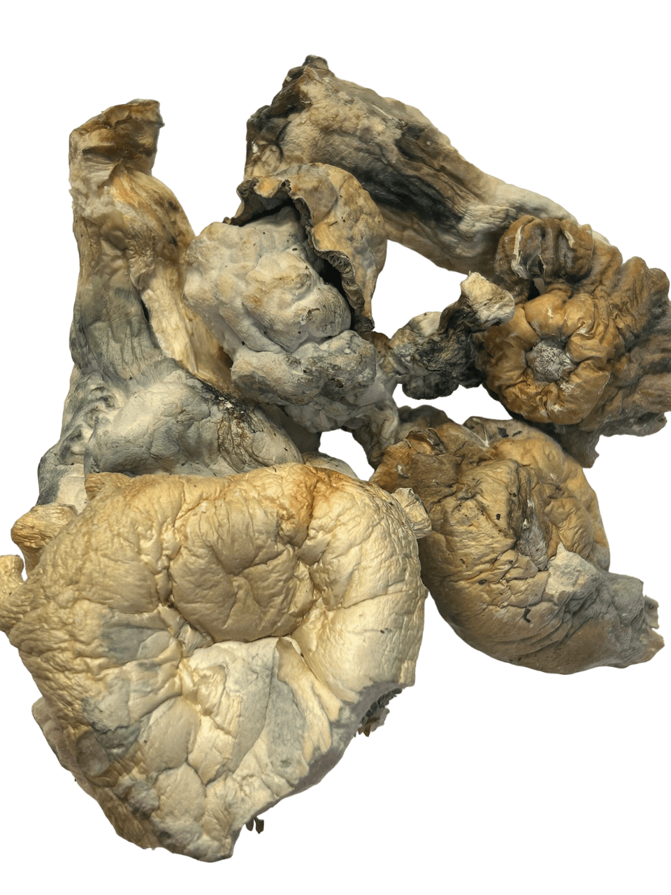 Shatki Blue Mutant Magic Mushrooms