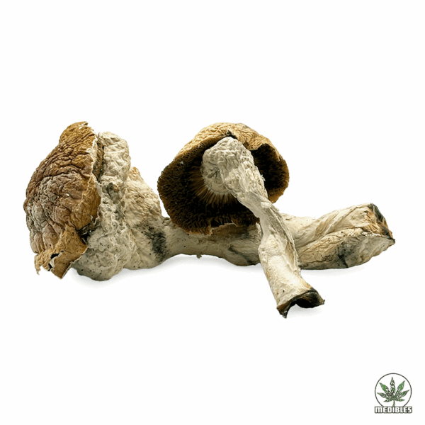 Old Dirty Penis Envy Magic Mushrooms