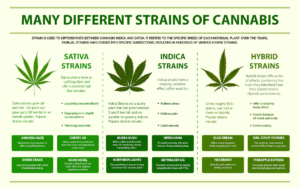 Cannabis Strains